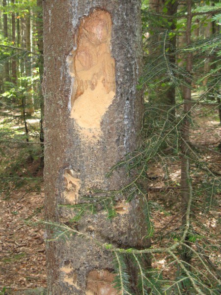 Takšnih ran - bolezni, je v pohorskih gozdovih žal veliko