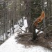 Na grebenčku pred odcepom za Strelovec. Zima je pustila sledove.