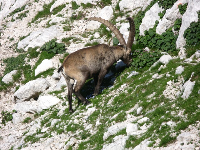 Okrešelj-Skuta-Rinke-Mrzli dol - 15.08.2009 - foto