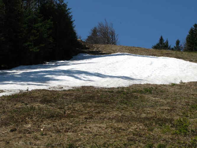 Pohorje- 30.04.2010.....dodatek - 26.05.2010 - foto povečava