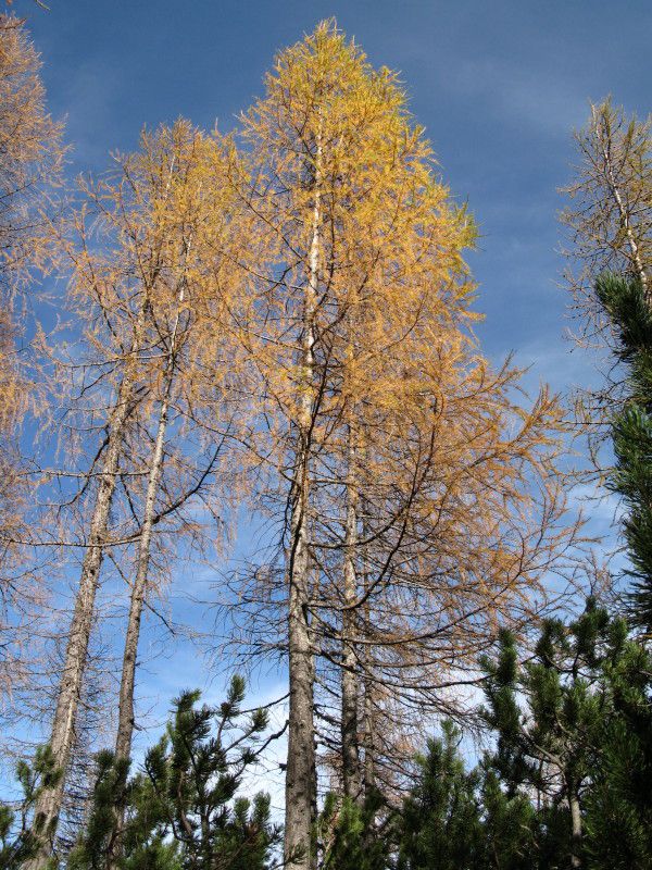 Dleskovška planota - 20.08.2012 - foto povečava