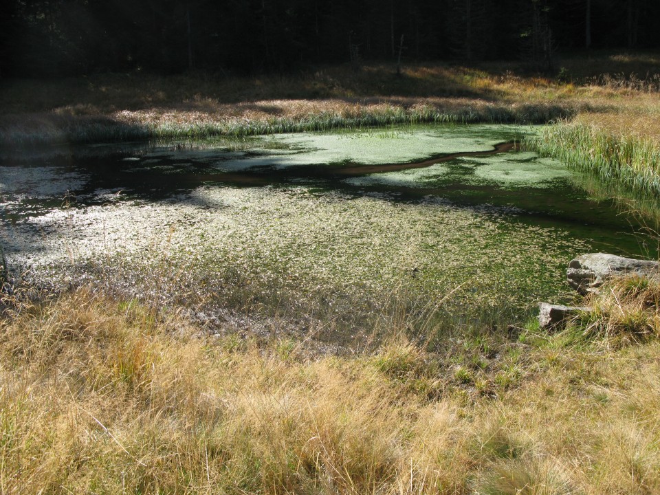 Osankarica-Falski tajht-Osankarica,12.10.2019 - foto povečava