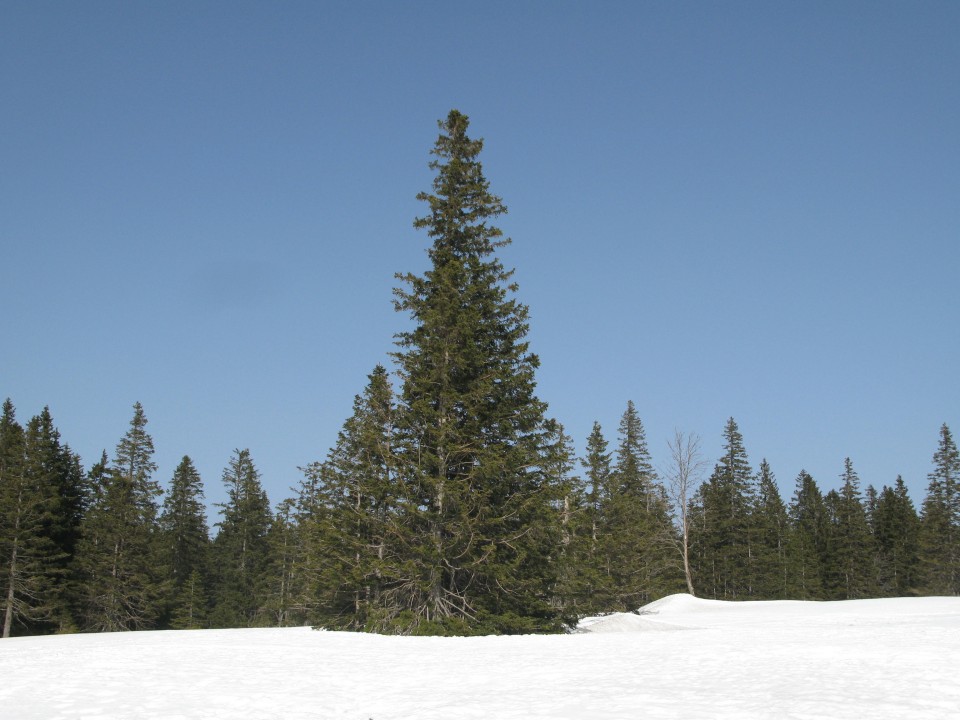 Lovrenška jezera - 25.02.2021 - foto povečava