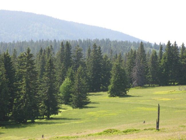 Zelene pohorske preproge - frate med L.jezeri in Jezerskim vrhom imenovana Planinka
