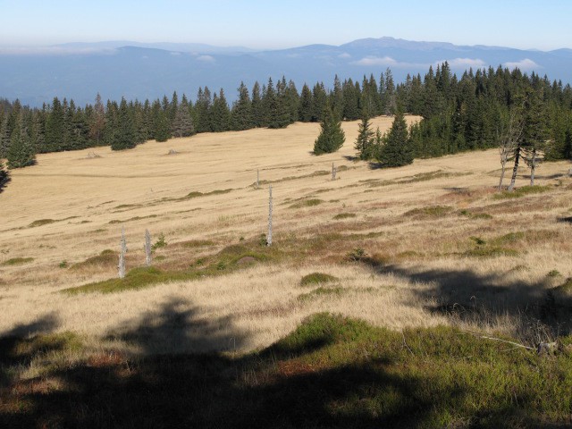 Pohorski jesenski tepih na Planinki
