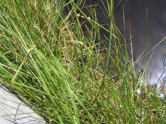 Ribniško pohorje junij 2008 - foto
