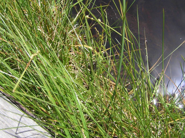 Ribniško pohorje junij 2008 - foto povečava