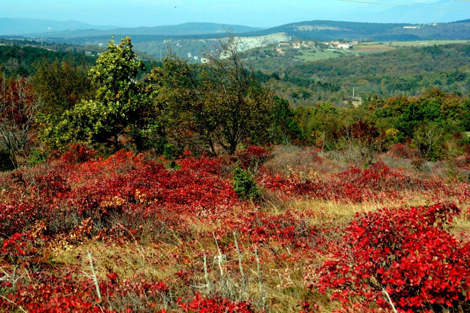 RUJ KRAS JOZE - foto povečava