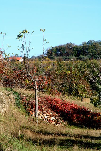 KRKAVCE JOZE - foto povečava