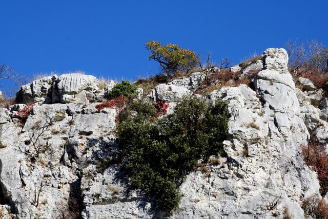 HRASTOVLJE JOZE - foto povečava