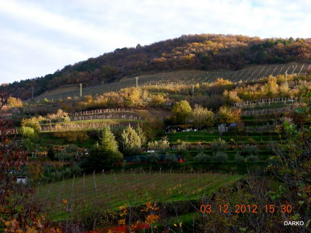 Jesen v vinogradih