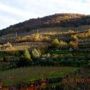 Jesen v vinogradih
