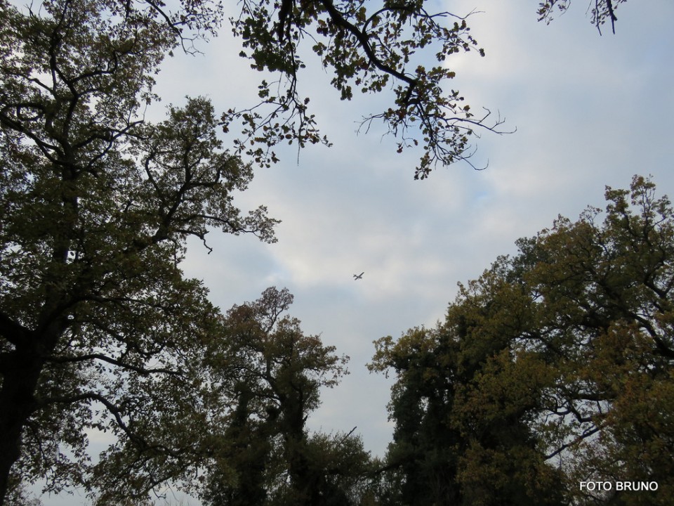 LETALO