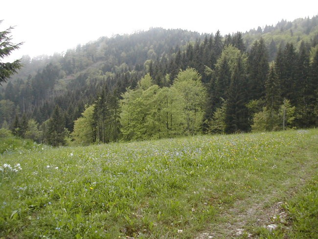 Lepota na obronku gozda - foto povečava