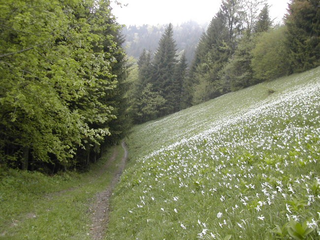 Lepota na obronku gozda - foto povečava