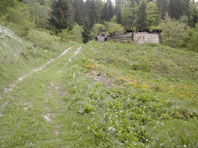 Lepota na obronku gozda - foto povečava