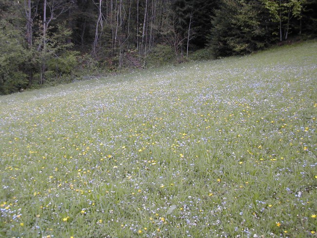 Lepota na obronku gozda - foto povečava