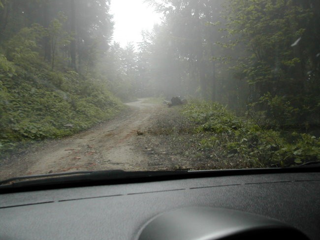 Lepota na obronku gozda - foto povečava