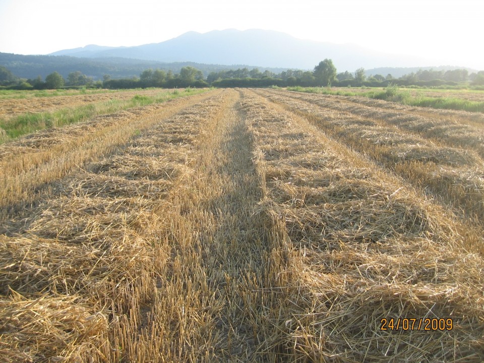 žito 2009,2010 - foto povečava