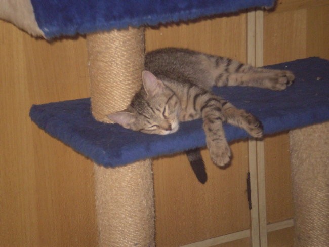P&H - foto povečava