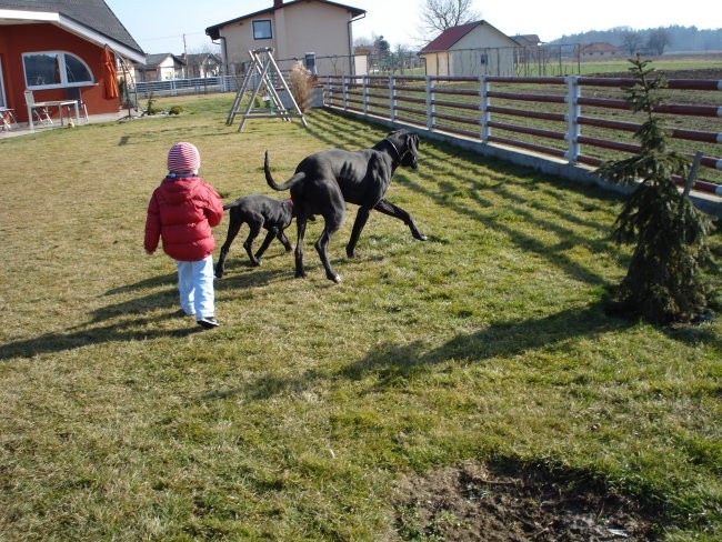 Tris in MIss  nemški dogi - foto povečava