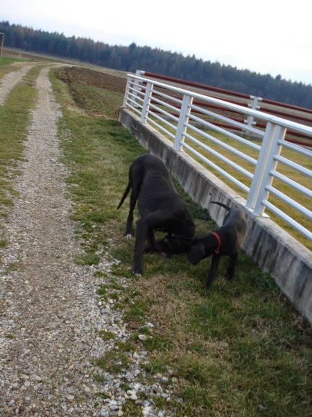 Tris in MIss  nemški dogi - foto