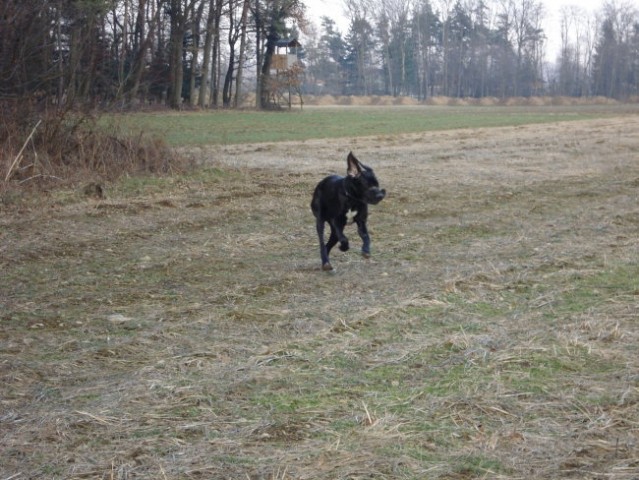 Tris in MIss  nemški dogi - foto