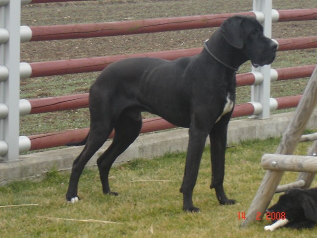 Tris in MIss  nemški dogi - foto povečava