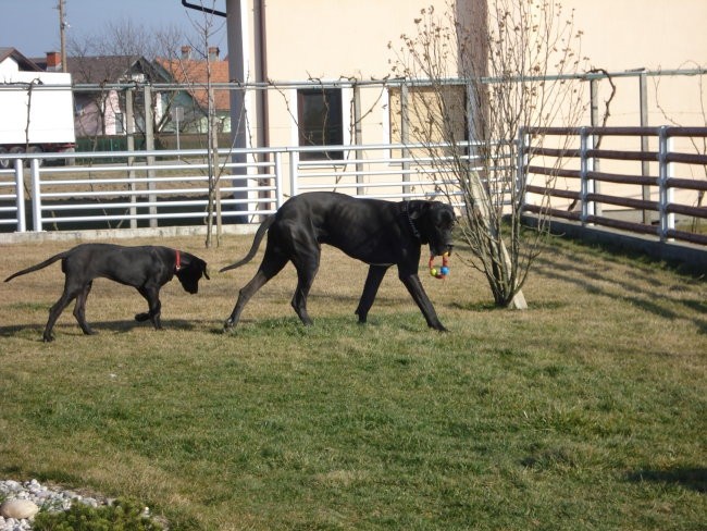 Tris in MIss  nemški dogi - foto povečava