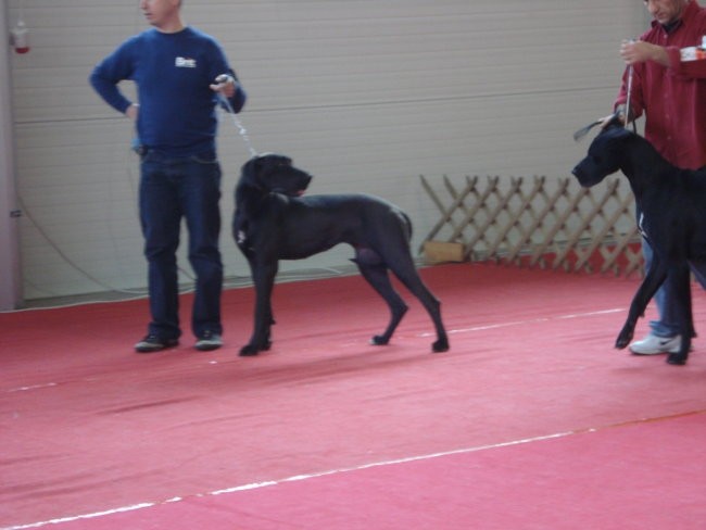 Tris in MIss  nemški dogi - foto povečava