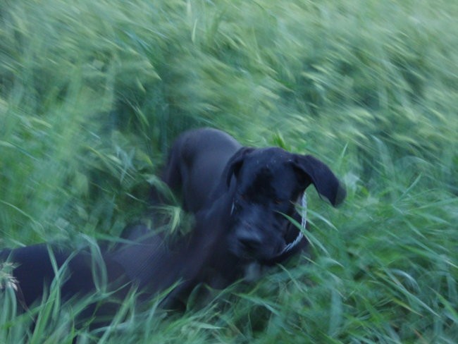 Tris in MIss  nemški dogi - foto povečava