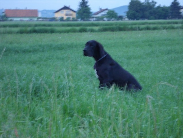 Tris in MIss  nemški dogi - foto