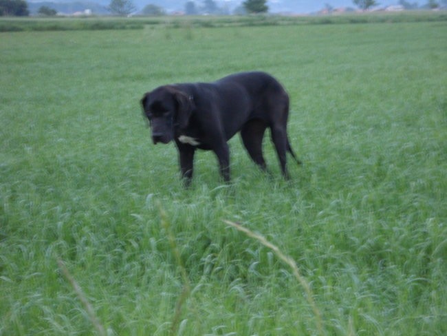 Tris in MIss  nemški dogi - foto povečava