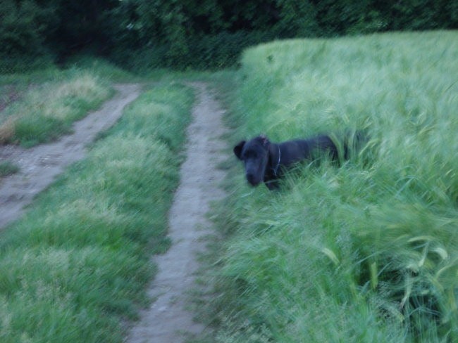 Tris in MIss  nemški dogi - foto povečava