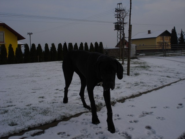 Prvi sneg 2008 - foto