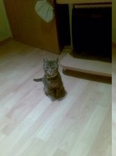 Muca zagorje - foto povečava