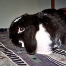 BALU