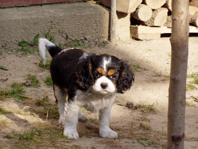 Annie Lee 2. mesec; slikala vzrediteljica - foto povečava