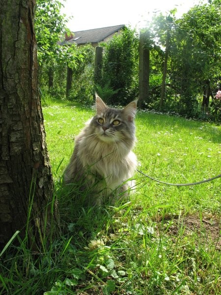 ANNIE IN PRIJATELJI - foto povečava