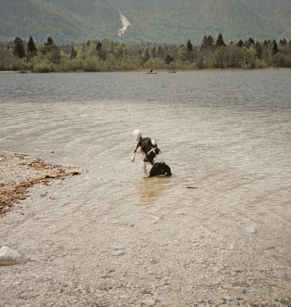 Annie na Bledu in Bohinju - foto povečava