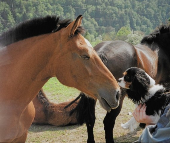 Annie na Bledu in Bohinju - foto