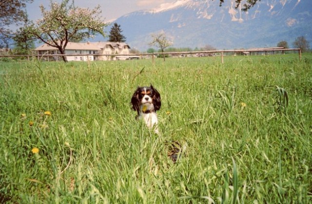 Annie na Bledu in Bohinju - foto