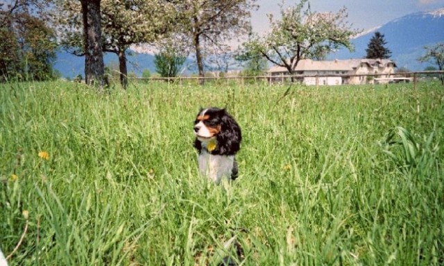 Annie na Bledu in Bohinju - foto