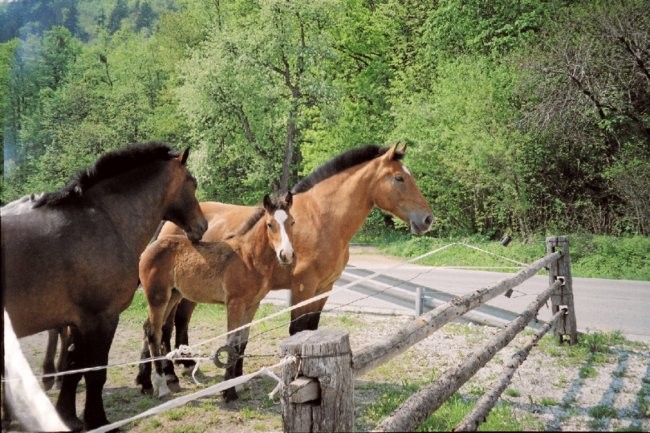 KONJI - foto povečava