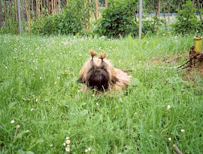 Pasja šola - foto povečava