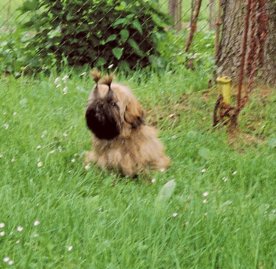 Pasja šola - foto povečava