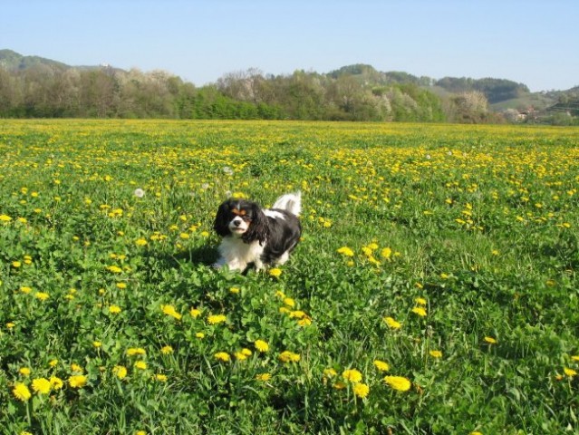 Annie pomlad 2007 - foto