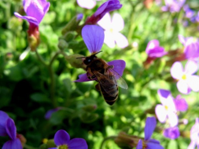 Bees and flowers - foto