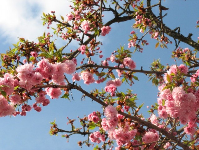 Bees and flowers - foto