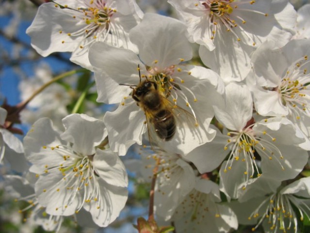 Bees and flowers - foto
